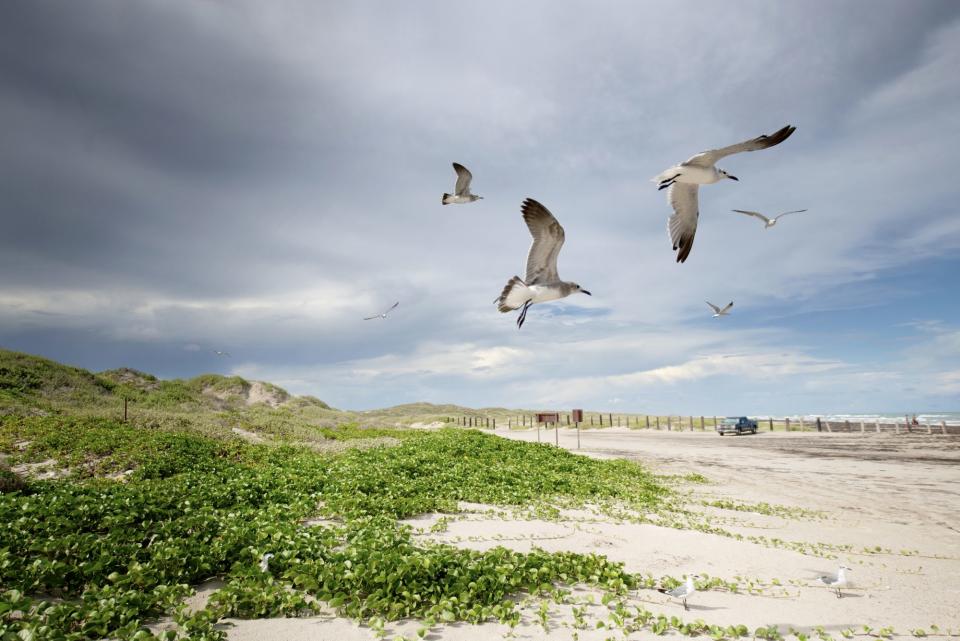 Padre Island National Seashore, Texas