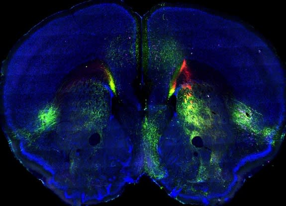 Green and red fluorescent dyes trace two different pathways in the mouse brain, part of a new map of connectivity in the mammalian cortex.