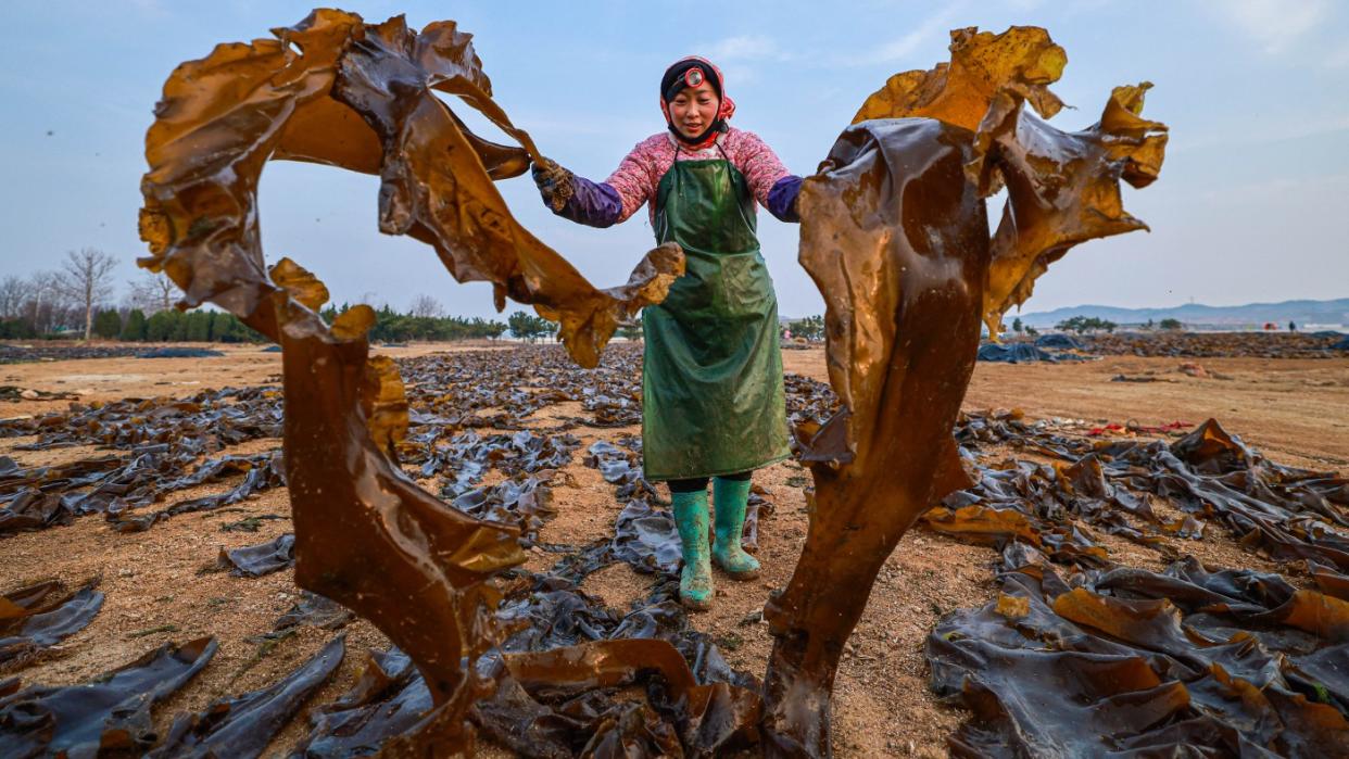 A kelp farmer