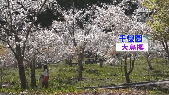 千櫻園大島櫻盛開的美麗畫面。（圖／富壽山農場提供/東森新聞）