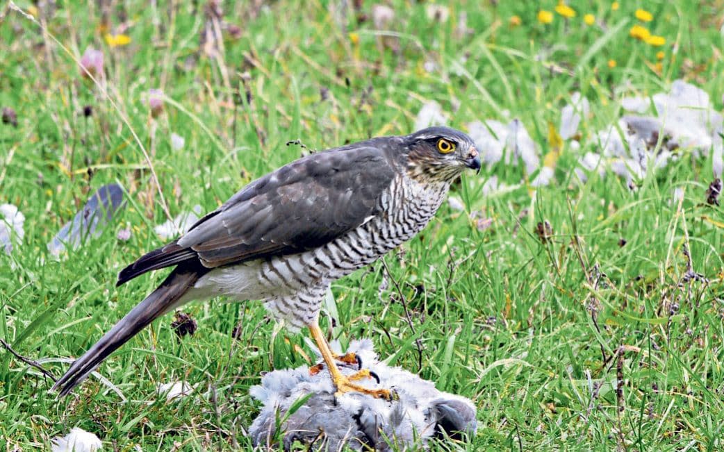 Garden predator: Sparrowhawks will hunt songbirds and even pigeons - Getty Images