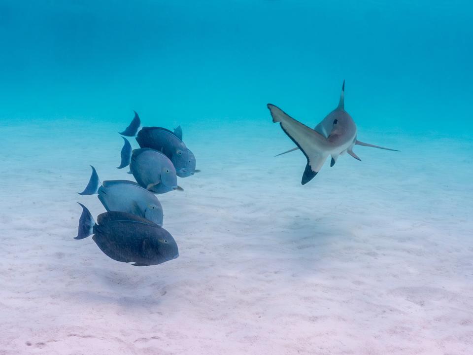 Fish swim next to a shark