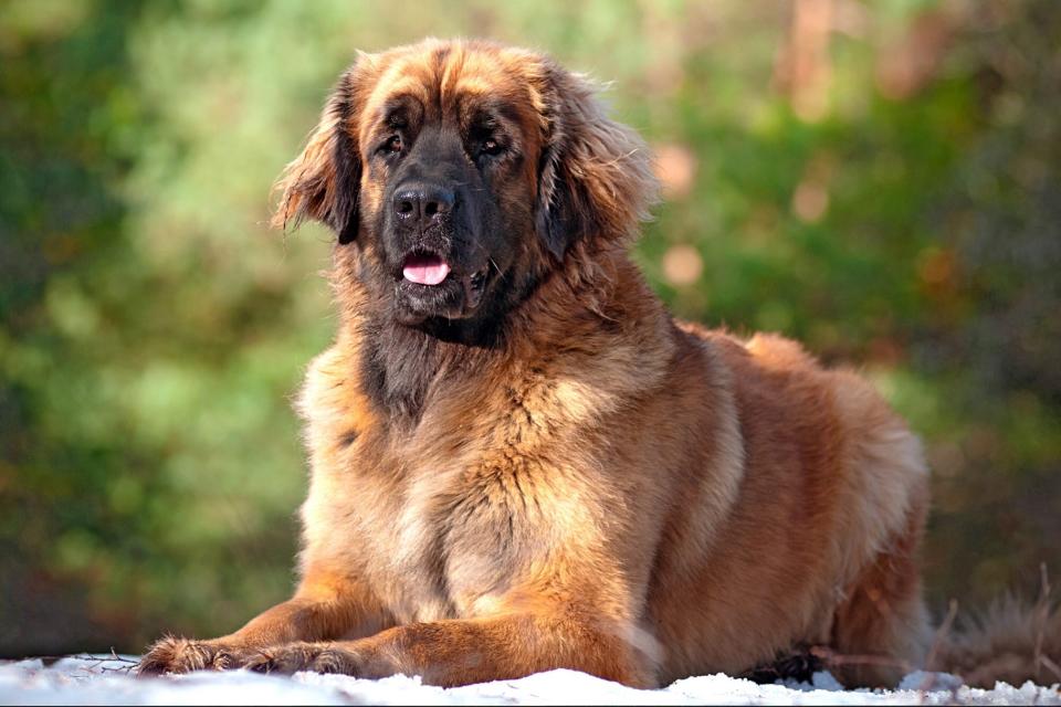leonberger lying outside on snow