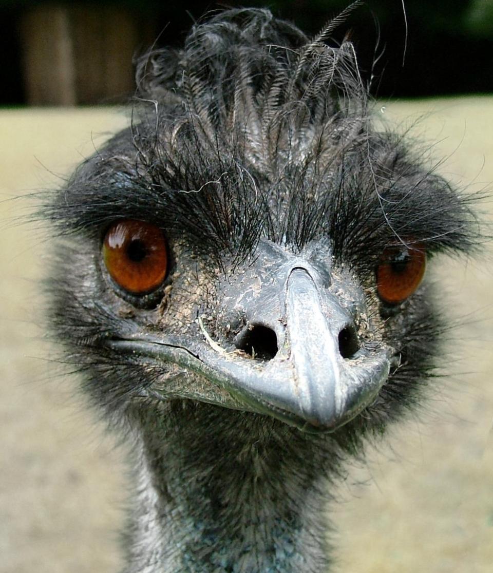 Lancashire Telegraph: Ollie has massively surpassed the life expectancy of emus