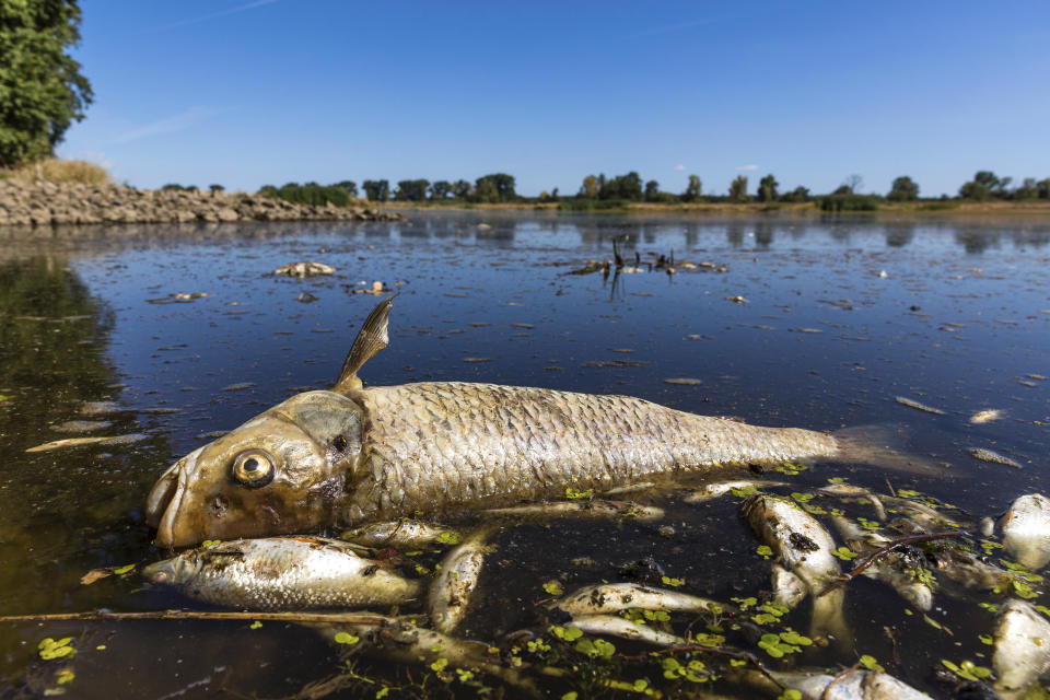 FILE - A dead chub and other dead fish float in the Oder River near Brieskow-Finkenheerd, eastern Germany, on Aug. 11, 2022. Greenpeace environmental group said Thursday, March 2, 2023 that waste water discharge from Poland’s coal mines were most probably responsible for the 2022 massive fish die-off in the Oder River. Greenpeace Poland also warned that the situation may reoccur this year and also hit Poland's largest river, the Vistula, if the government and the coalmining industry don't take immediate steps to counter the problem. The fish die-out was blamed on deadly algae, Prymnesium parvum, that thrive in highly salty water and in hot temperatures. (Frank Hammerschmidt/dpa via AP, File)