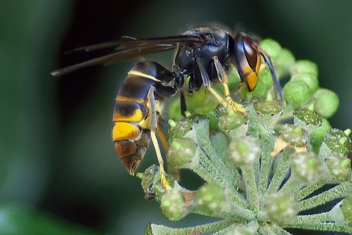 Asian Hornets are an invasive species   (Pixabay)