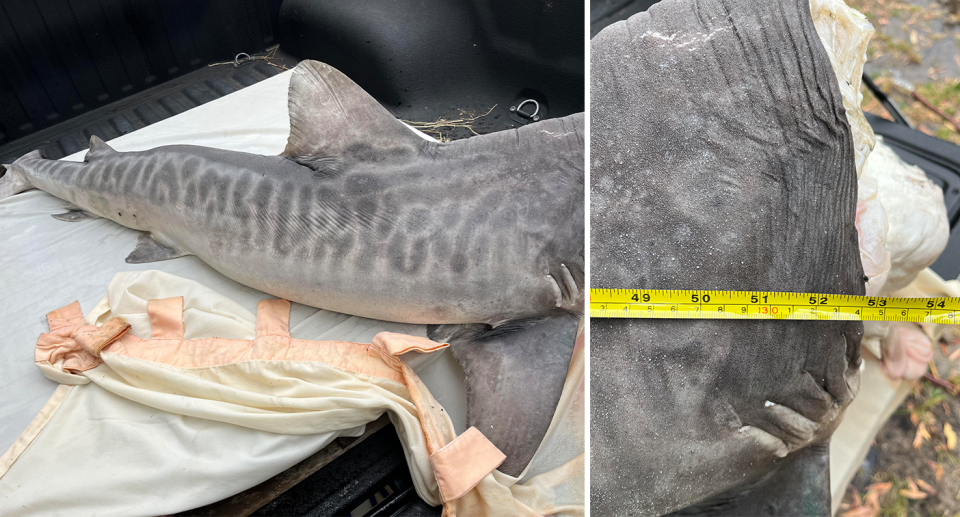 The decapitated tiger shark on the back of a ute can be seen to the left. While an image on the right shows its body being measured.