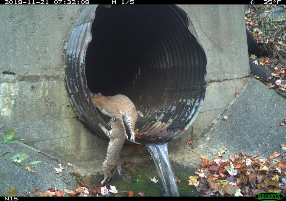 The Safe Passage Fund Coalition recommends replacement of small culverts like this one designed to move water under I-40 with larger ones that can allow the passage of bear, elk, and deer, the focal species of a three-year intensive study in the Pigeon River Gorge.