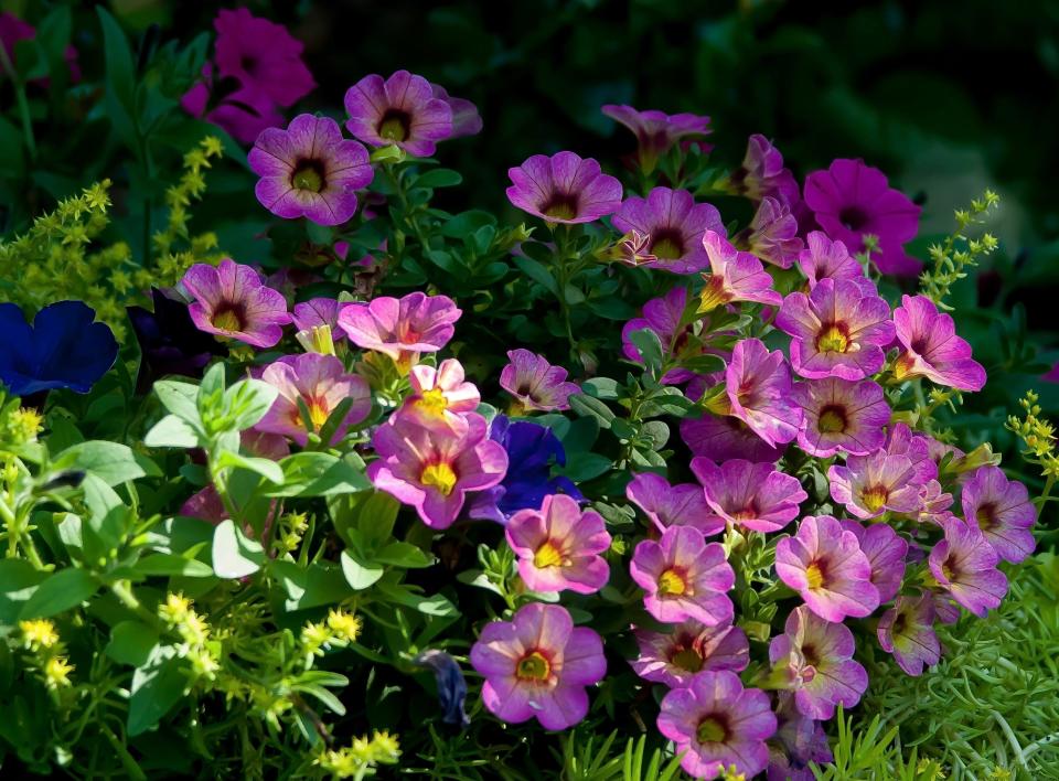 Superbells Prism Pink Lemonade calibrachoa changes its look not only through the growing season but even as the sun moves east to west during the day.