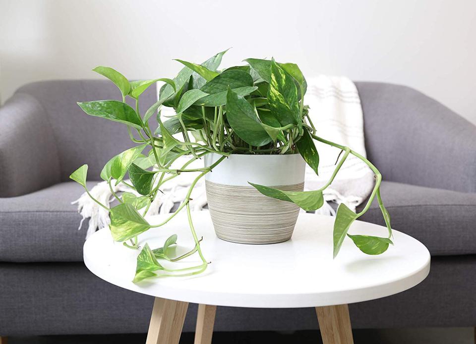 10) Devil's Ivy Golden Pothos