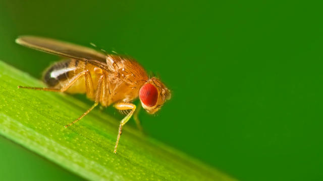 STEM Fruit Fly Trap