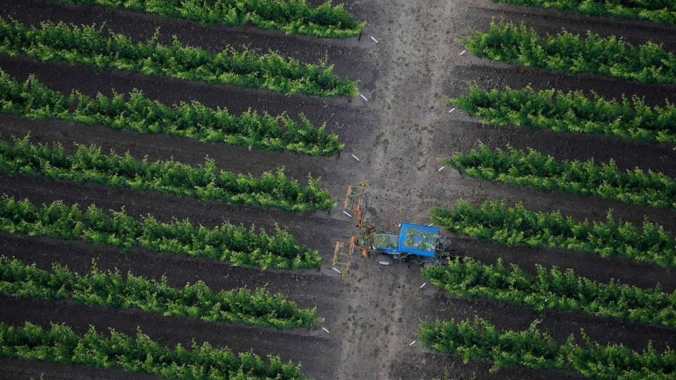 PHOTO: A tractor makes its way through a vineyard trimming leaf cover, seen from a Napa Valley Aloft balloon, in Yountville, Calif. on June 19, 2023. (Eric Risberg/AP)