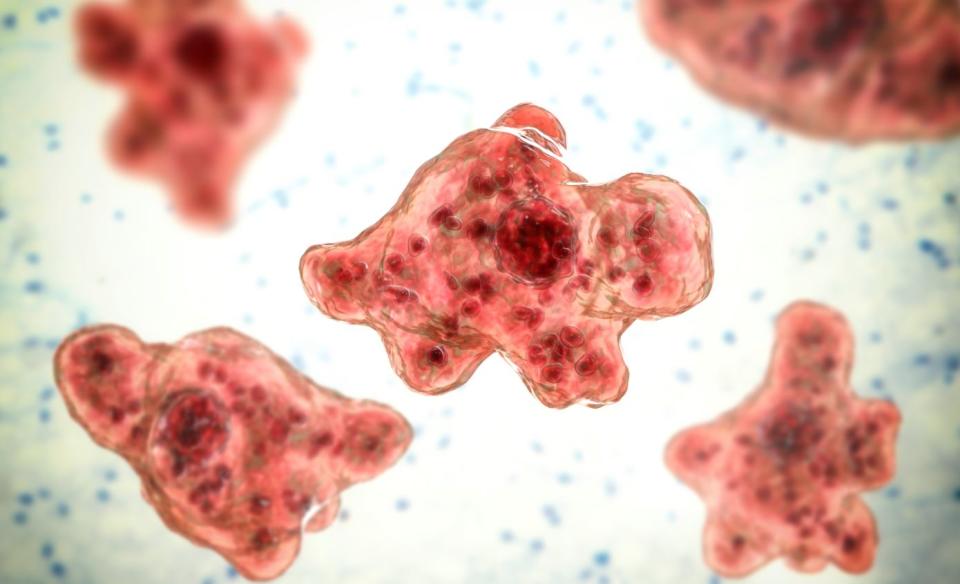 Brain-eating amoeba Naegleria fowleri protozoans in trophozoite form. / Credit: Getty Images