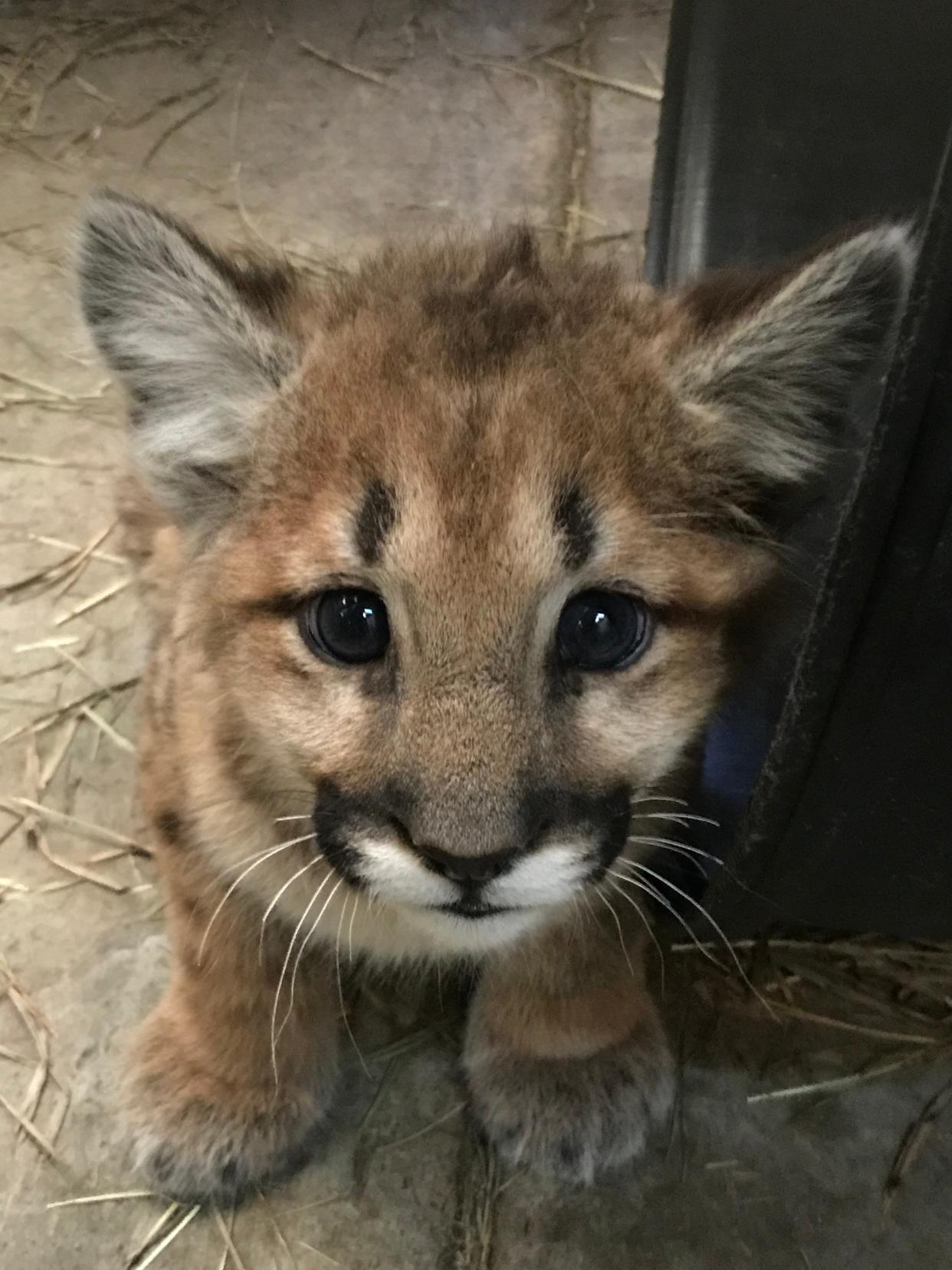A mountain lion cub orphaned at 6 weeks old arrived at Cheyenne Mountain Zoo on May 28, 2019.
