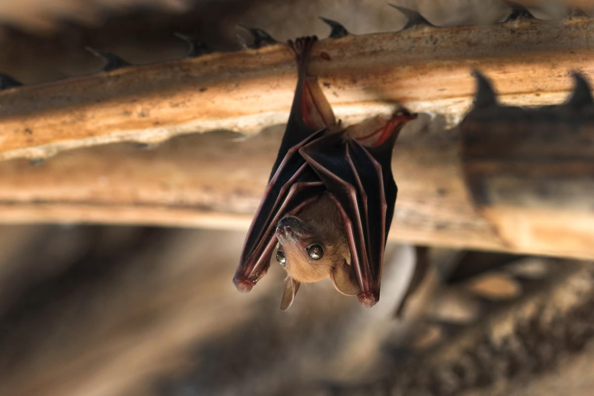 Les chauves-souris détiennent-elles la clé de la lutte contre le vieillissement et le Covid ?