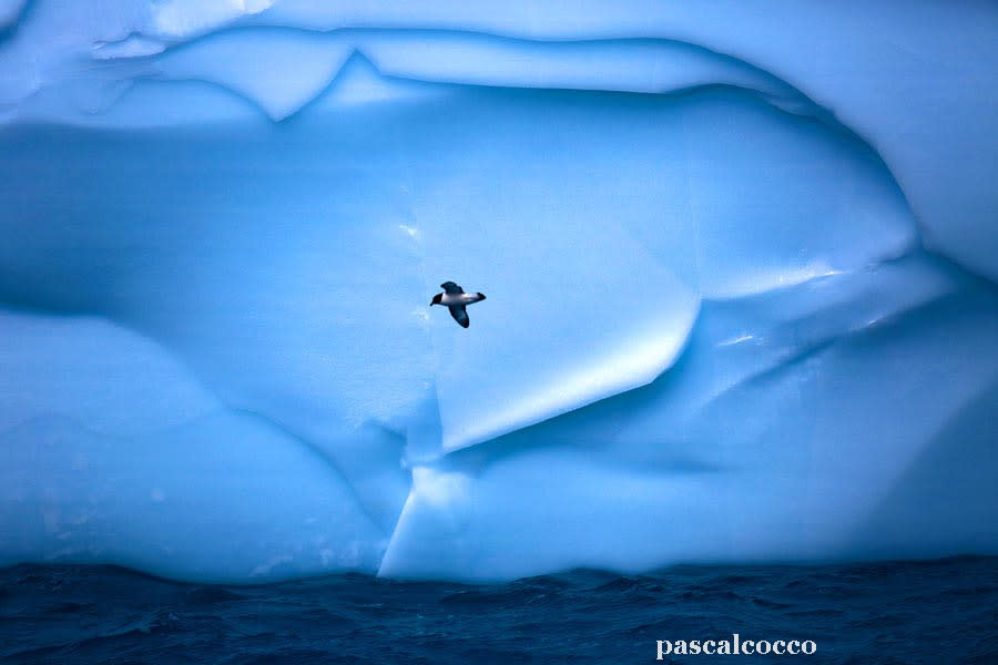 December 21: Bird and Iceberg by pascal cocco. 'This photo was taken during expedition to South Georgia for 33 days in November 2012. The purpose of this trip was to live on an island far from civilization with only animals like king penguins, fur seals, elephant seals, albatrosses and other species in a haven of peace.'