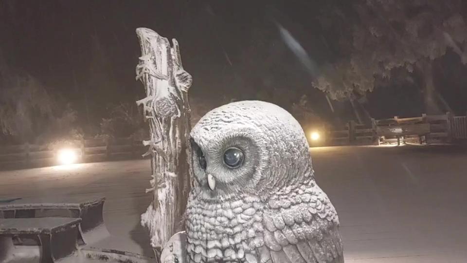 貓頭鷹雕塑被大雪覆蓋成白色。