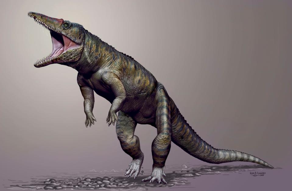 Carnufex carolensis, a newly-discovered crocodilian ancestor that walked on its hind legs, is pictured in this handout life reconstruction obtained by Reuters March 19, 2015. Scientists on Thursday said they had unearthed fossils in North Carolina of a big land-dwelling croc that lived about 231 million years ago, walked on its hind legs and was a top land predator right before the first dinosaurs appeared. The creature is named Carnufex carolinensis, meaning "Carolina butcher," for its menacing features. REUTERS/Jorge Gonzales/North Carolina State University/Handout via Reuters THIS IMAGE HAS BEEN SUPPLIED BY A THIRD PARTY. IT IS DISTRIBUTED, EXACTLY AS RECEIVED BY REUTERS, AS A SERVICE TO CLIENTS. FOR EDITORIAL USE ONLY. NOT FOR SALE FOR MARKETING OR ADVERTISING CAMPAIGNS. NO ARCHIVES. NO SALES. NO COMMERCIAL USE.