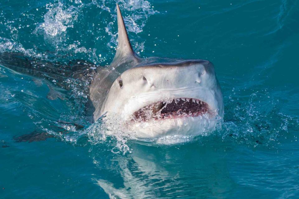 <p>Getty</p> A tiger shark front view as it breaks the water surface with mouth open and teeth showing