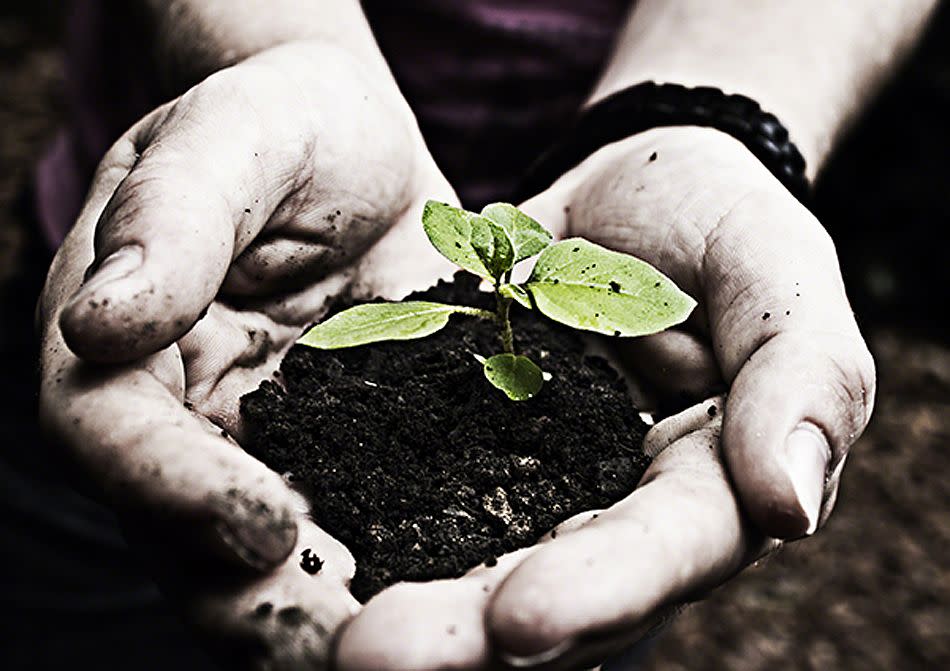 Garzoni Castle Gardens, Italy. <br><br>New life – two hands holding a plant. <br><br>Camera: Canon EOS REBEL T2i <br><br>Arne Hansen, Germany (aged 17) <br><br>Winner – Young Travel Photographer of the Year 2011