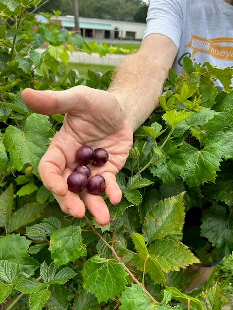 Elliot Price holds out a handful of grapes.