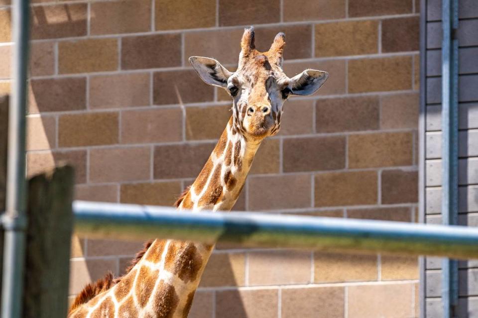 A giraffe looks at Sacramento Zoo visitors in Land Park on Monday, May 6, 2024. Cameron Clark/cclark@sacbee.com