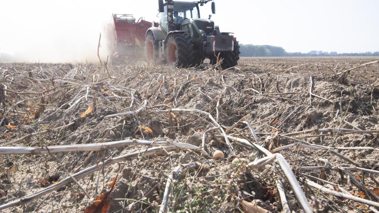 Ein Landwirt erntet Kartoffeln auf einem staubtrockenen Feld in der Region Hannover. Die anhaltende Trockenheit erschwert die Erntearbeiten.