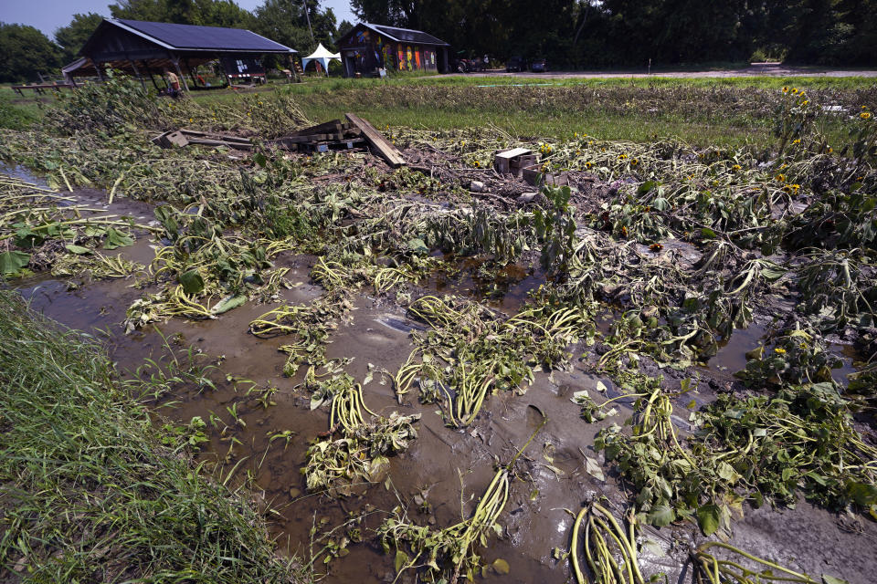 Flood waters remain on the destroyed fields at the Intervale Community Farm, following last week's flooding and this week's rains, Monday, July 17, 2023, in Burlington, Vt. (AP Photo/Charles Krupa)