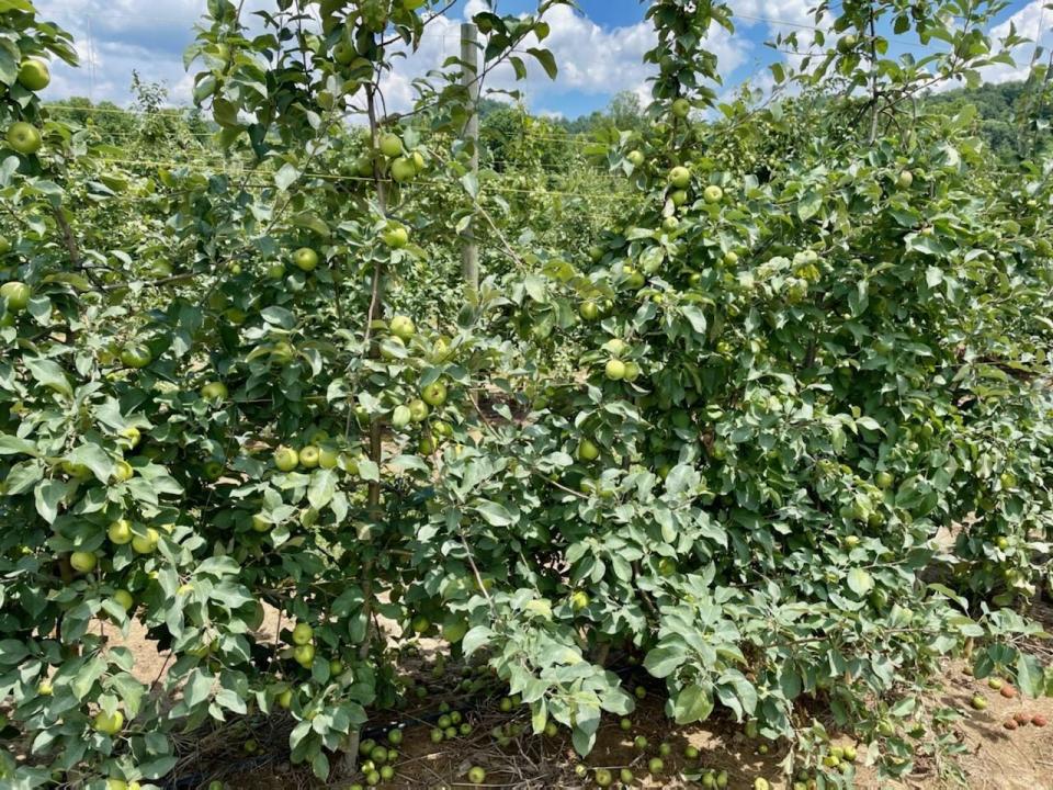 With plenty of rain this summer, Kenny Barnwell Orchard's trees are producing plenty of apples this year.