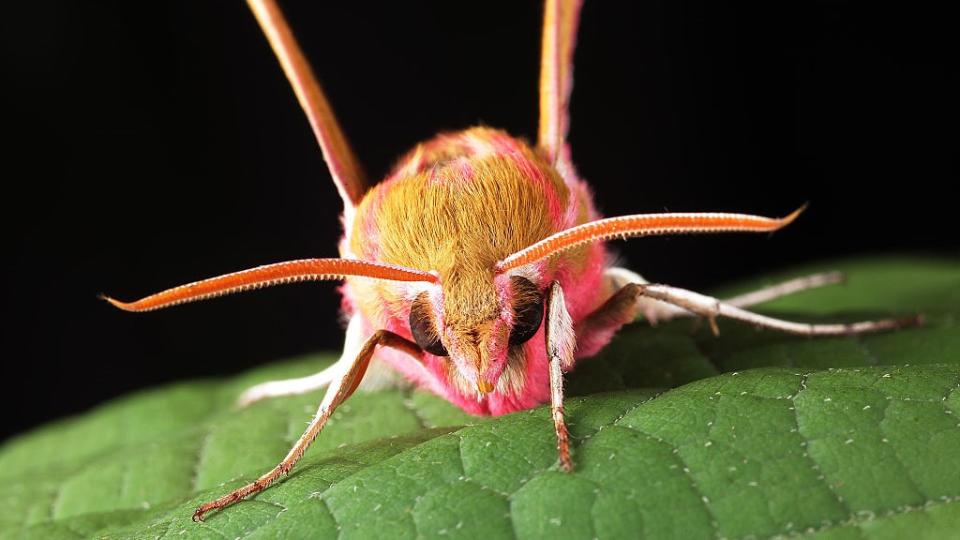 A pink- and caramel-colored elephant hawk-moth sitting on a leaf.