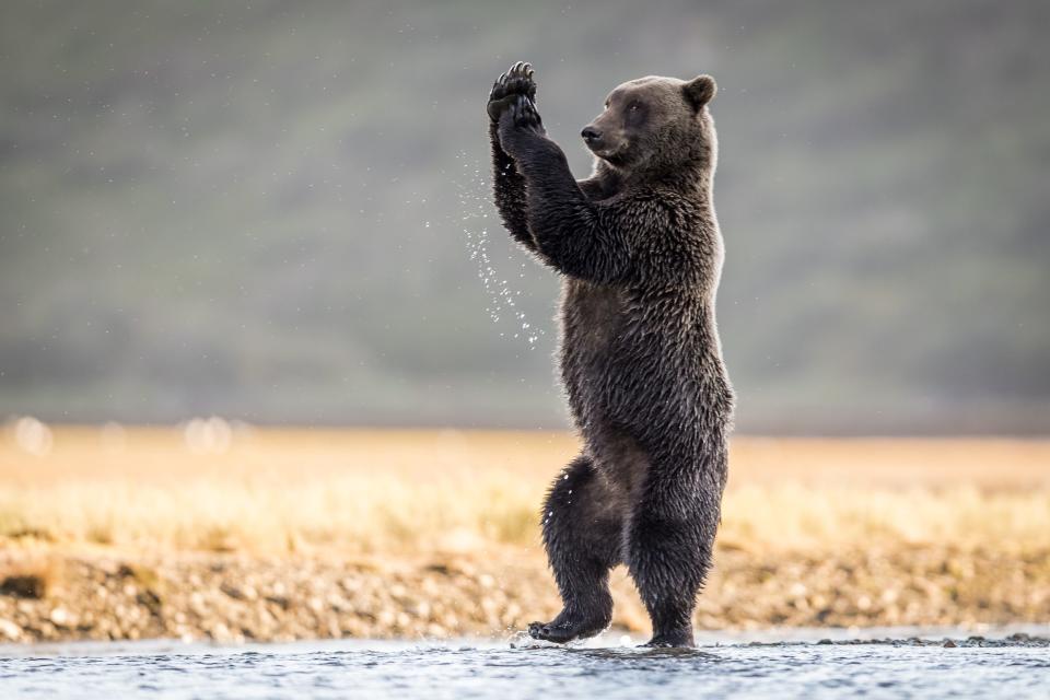 A bear standing on its hind legs, appearing to dance.