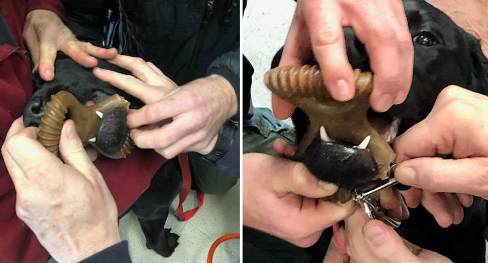 Wrentham Fire Department attempted to use a hydraulic cutter to free a pooch in Massachusetts who had a toy trapped on its jaw. Source: Facebook/Wrentham Fire Department