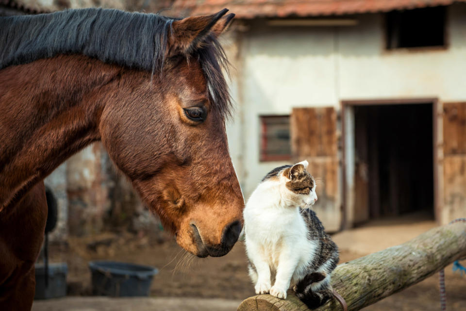 Horses can get along with many animals. <p>Pavlina Trauskeova/Shutterstock</p>