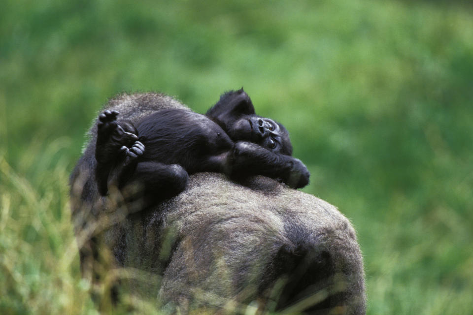 Western Lowland Gorilla (Gorilla gorilla gorilla), baby riding on mother's back, Africa