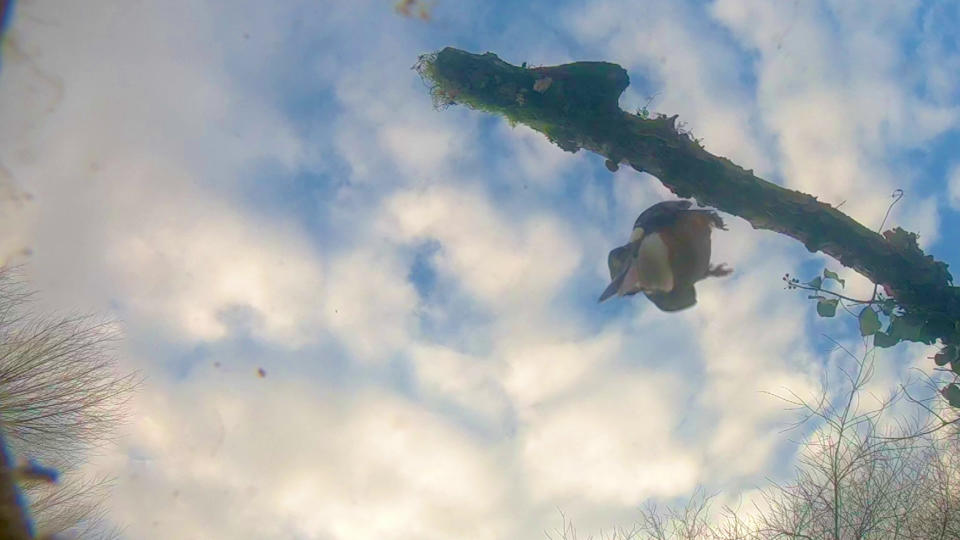 A dramatic fish-eye view shows life from beneath the surface - as a hidden underwater camera captures the moment a kingfisher dives from above to catch its next meal. The hidden GoPro camera shows the last peaceful seconds of the fish swimming along beneath the water's glassy surface - just before one of them becomes lunch for the agile kingfisher.