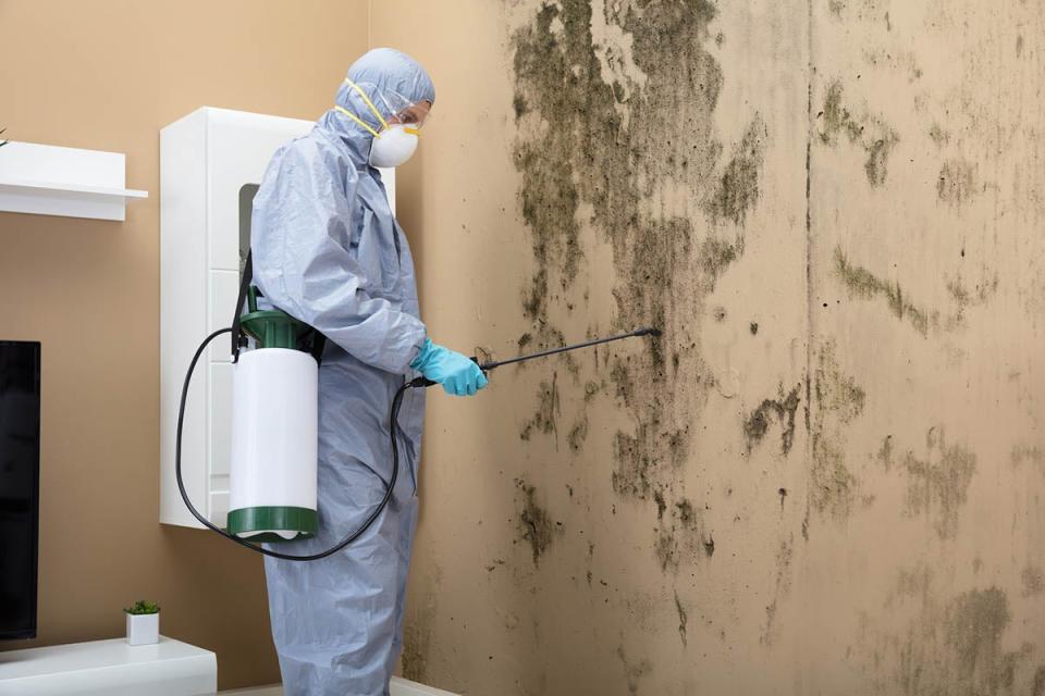 Mold Remediation Cost DIY vs. Hiring a Professional