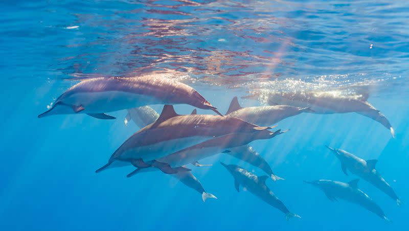 Wildlife videographer Evan Brodsky recently captured up-close video of thousands of dolphins coming together to form a “megapod.”