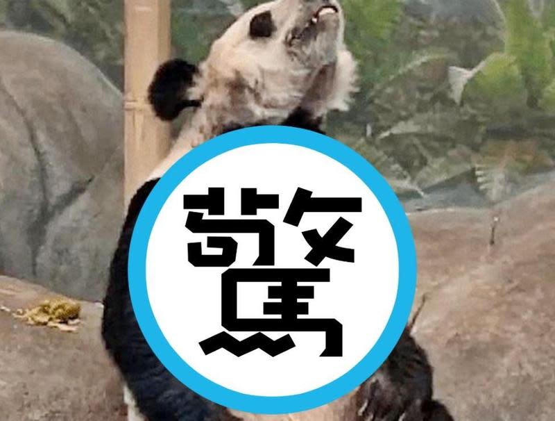 美國孟菲斯動物園遭中國大陸網友指控，虐待園區內的熊貓「丫丫」。（翻攝自微博）