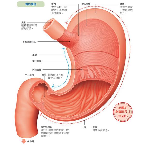 胃如何消化食物？哪些症狀可能是胃癌？圖解胃構造、解析胃癌成因一次看懂