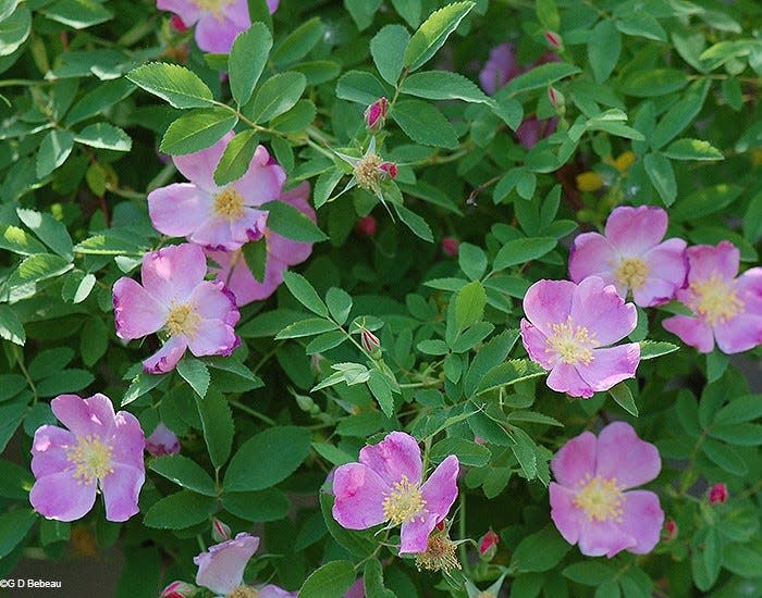 Rosa arkansana is a true prairie plant that thrives in full sun and requires almost no care.