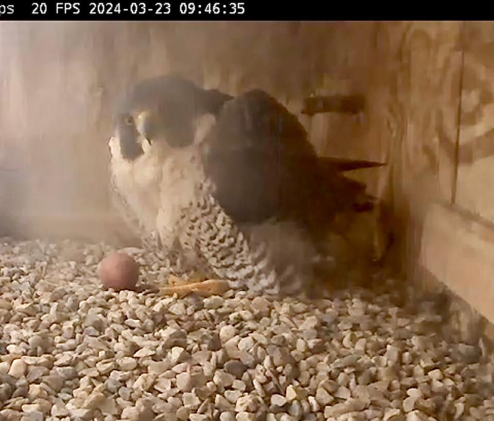 Astrid, a peregrine falcon, laid her first egg on Saturday, March 23, 2024 in her nest box on the Adirondack Bank Building in downtown Utica. Astrid and Ares, her mate, have been raising chicks in the nest box since 2014.