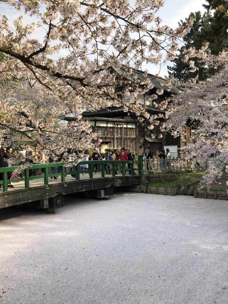 櫻花花瓣飄落弘前城的外濠，呈現絕美的「花筏」景色。