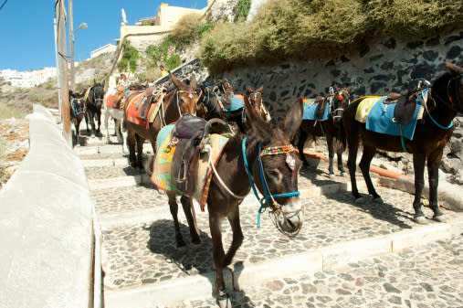 Millions of tourists take to the Greek island of Santorini each year and ride on the island’s iconic donkeys. Source: Getty Images