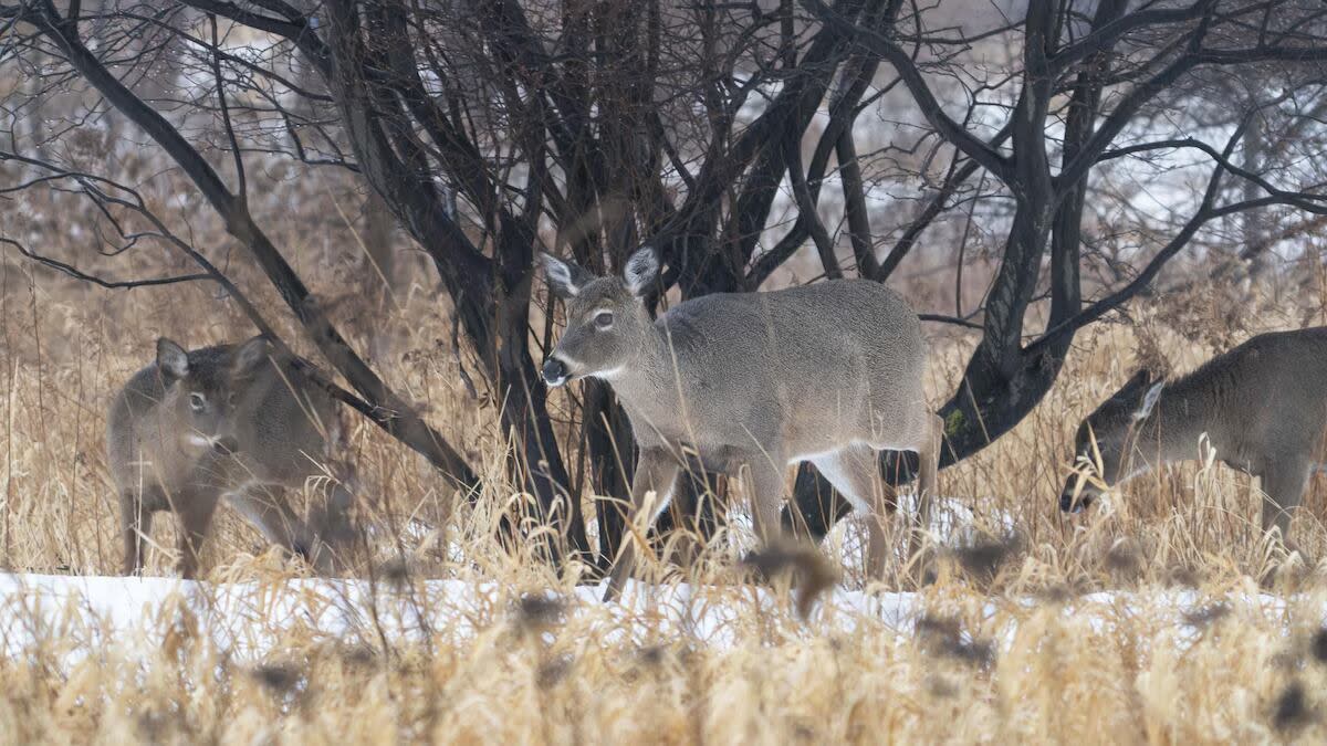 In the Bois-d'Anjou and Pointe-aux-Prairies parks, the white-tailed deer population has increased by 253 per cent since 2021, according to the city.  (Ivanoh Demers/Radio-Canada - image credit)