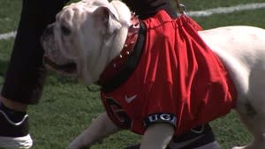 Dawg day: Georgia welcomes Uga XI, latest in line of mascots