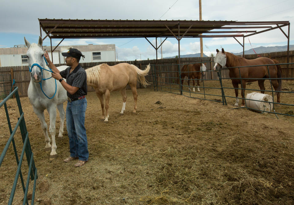 Kwamé Ponschock with his horse Keystone, whom he rides when he works as Pistol Pete at New Mexico State University football games. Ponschock explained how he uses CBD tinctures and treats for his pets and horses, Friday, September 7, 2018 at his home on the East Mesa.