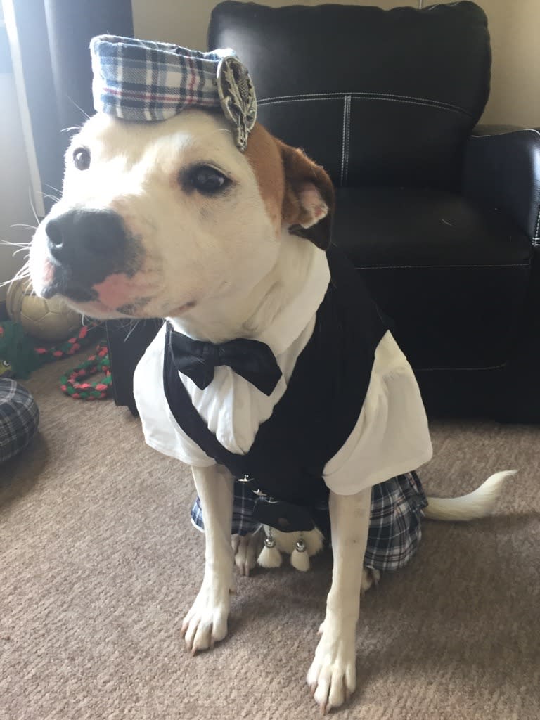 Bailey’s kilt outfit is traditional yet modern. Wonder if he barks with a brogue? 