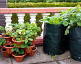 <p> If, on the other hand, you are set on crops that need a lot of root space – potatoes, looking at you – you'll need to be flexible with what you use, even if it's not the best-looking container. Grow bags are invaluable in smaller spaces – they give your root veggies the space they need to grow while taking up minimal floor space – and they look great weaved in with other container gardens. </p>