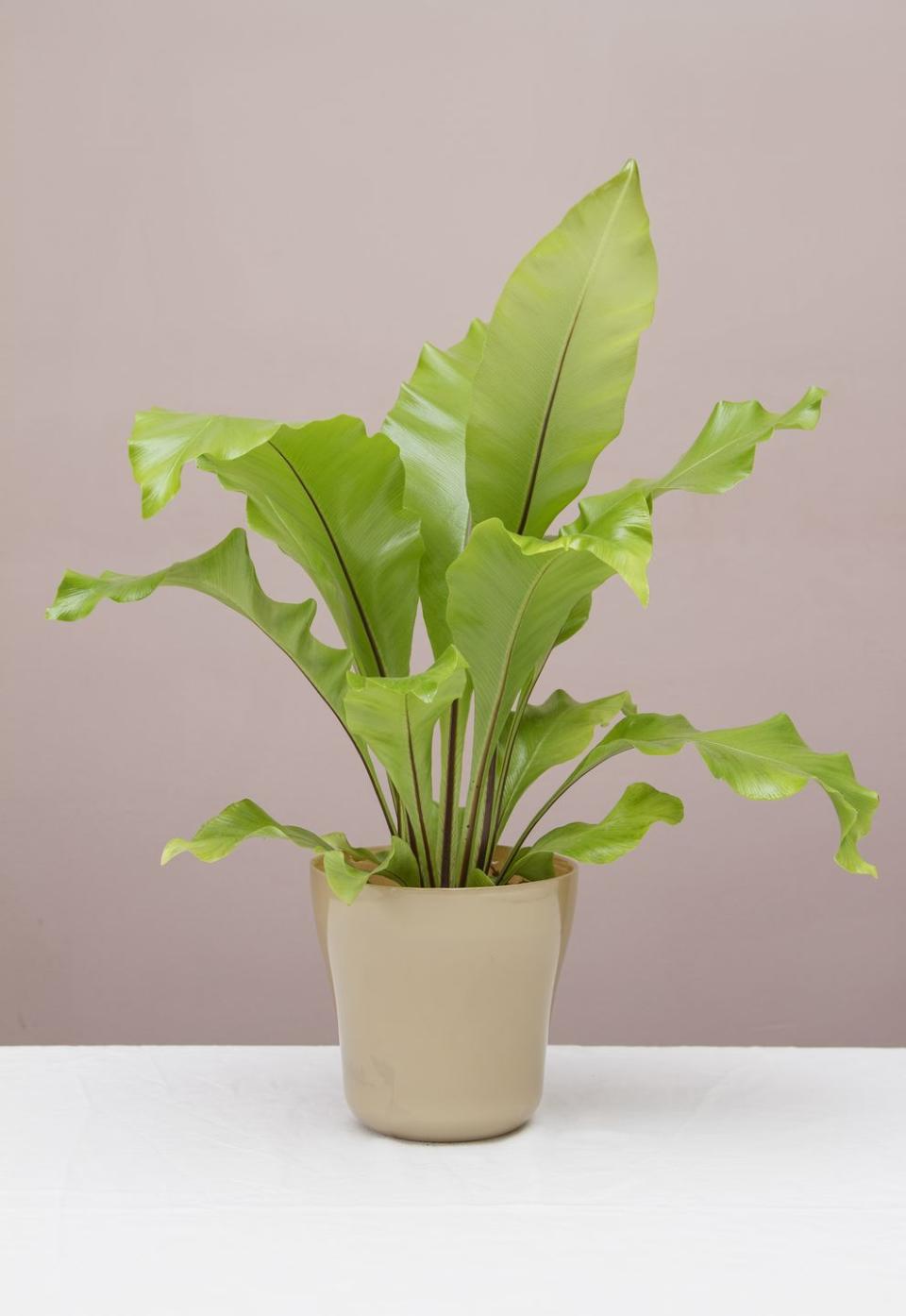 4) Bird's nest fern