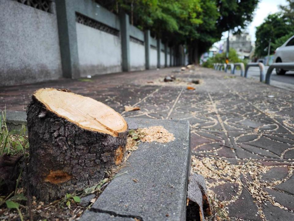 彰化縣員林市崇實高工後方25棵人行道路樹無端遭斷頭，引發議論。(圖／吳建輝攝)